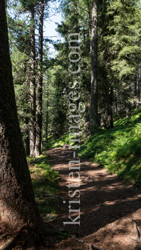 Bergwald / Patscherkofel, Tirol, Austria by kristen-images.com