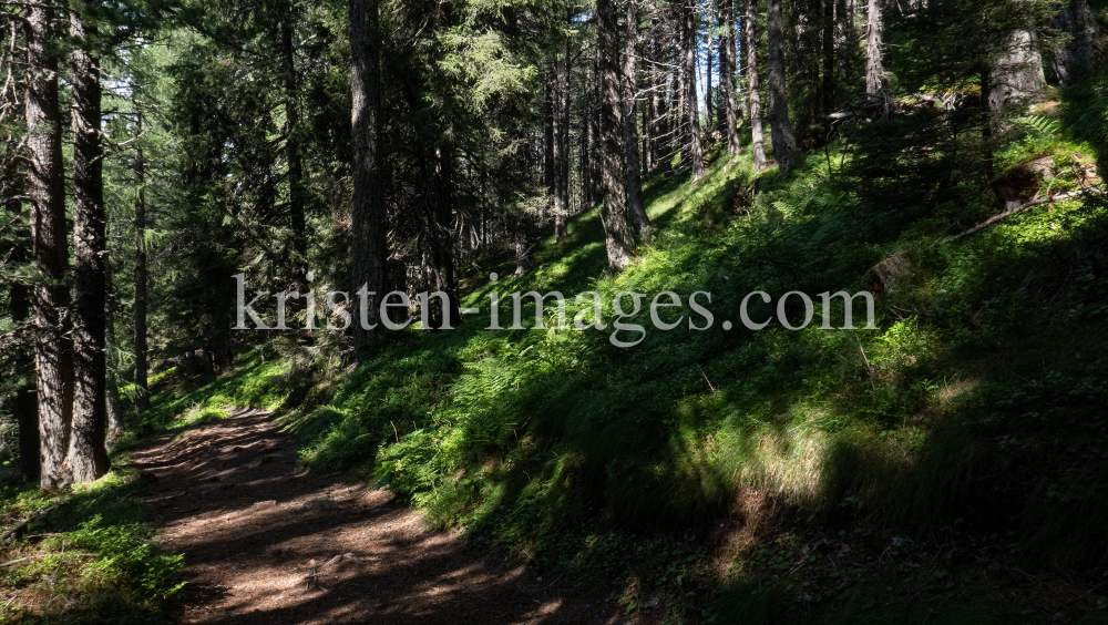 Bergwald / Patscherkofel, Tirol, Austria by kristen-images.com