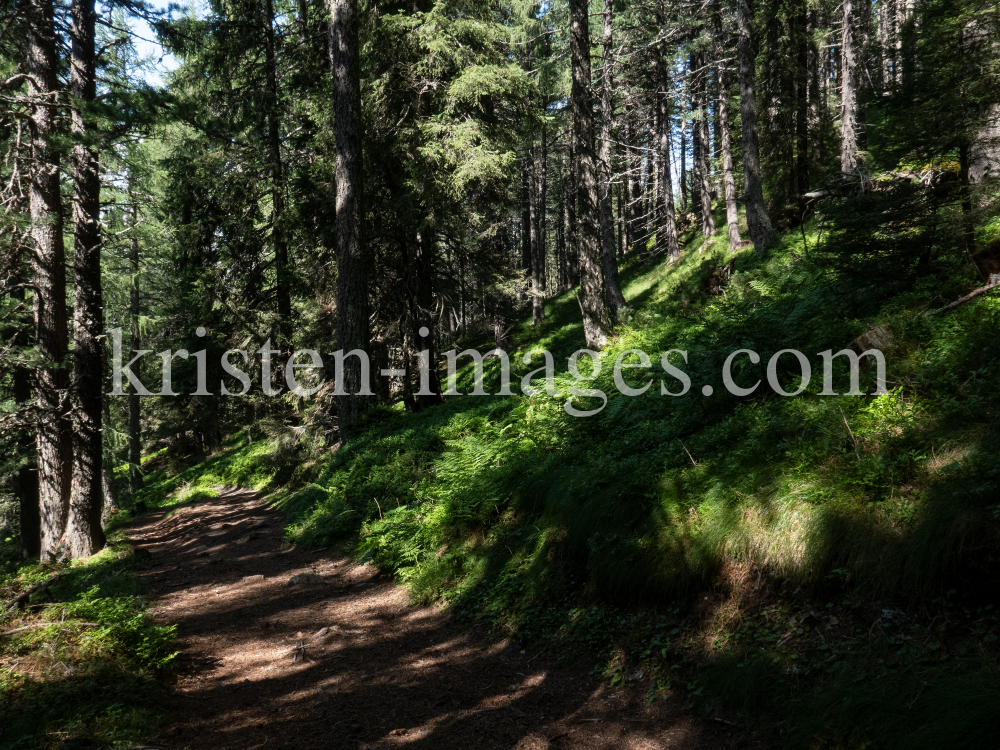 Bergwald / Patscherkofel, Tirol, Austria by kristen-images.com