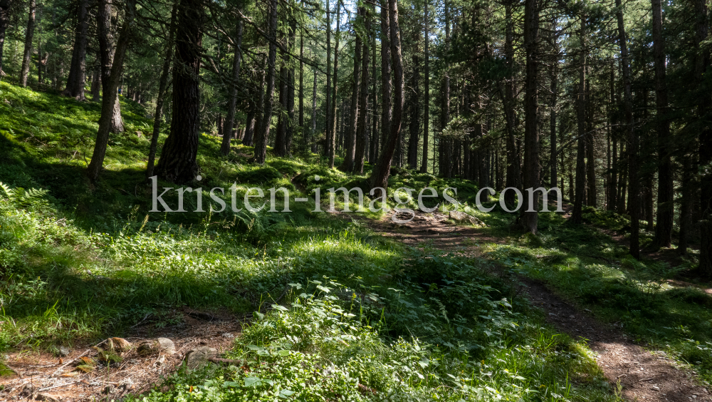 Bergwald / Patscherkofel, Tirol, Austria by kristen-images.com