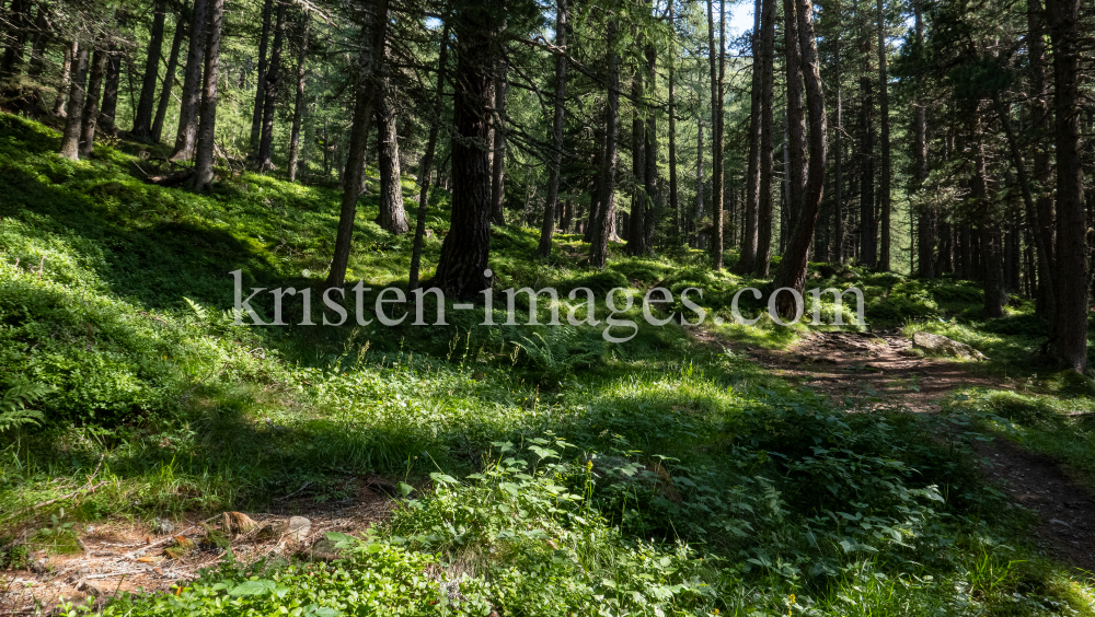 Bergwald / Patscherkofel, Tirol, Austria by kristen-images.com