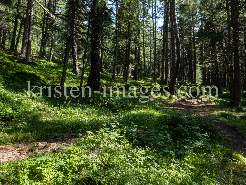 Bergwald / Patscherkofel, Tirol, Austria by kristen-images.com