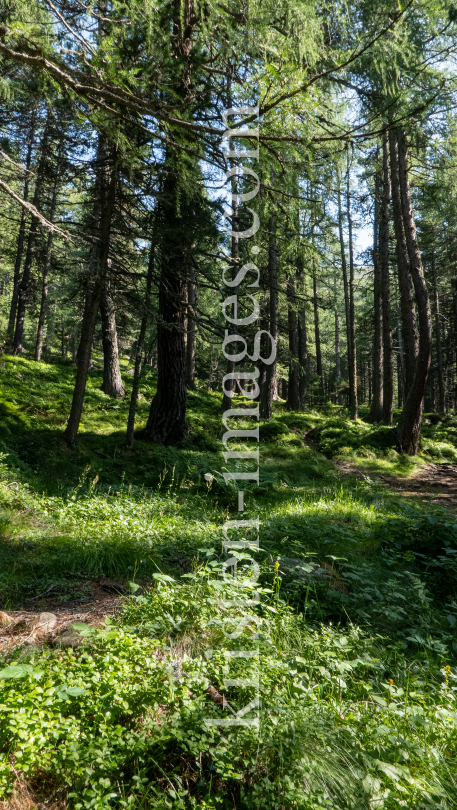 Bergwald / Patscherkofel, Tirol, Austria by kristen-images.com