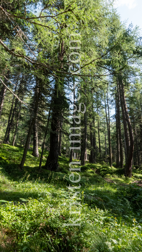 Bergwald / Patscherkofel, Tirol, Austria by kristen-images.com