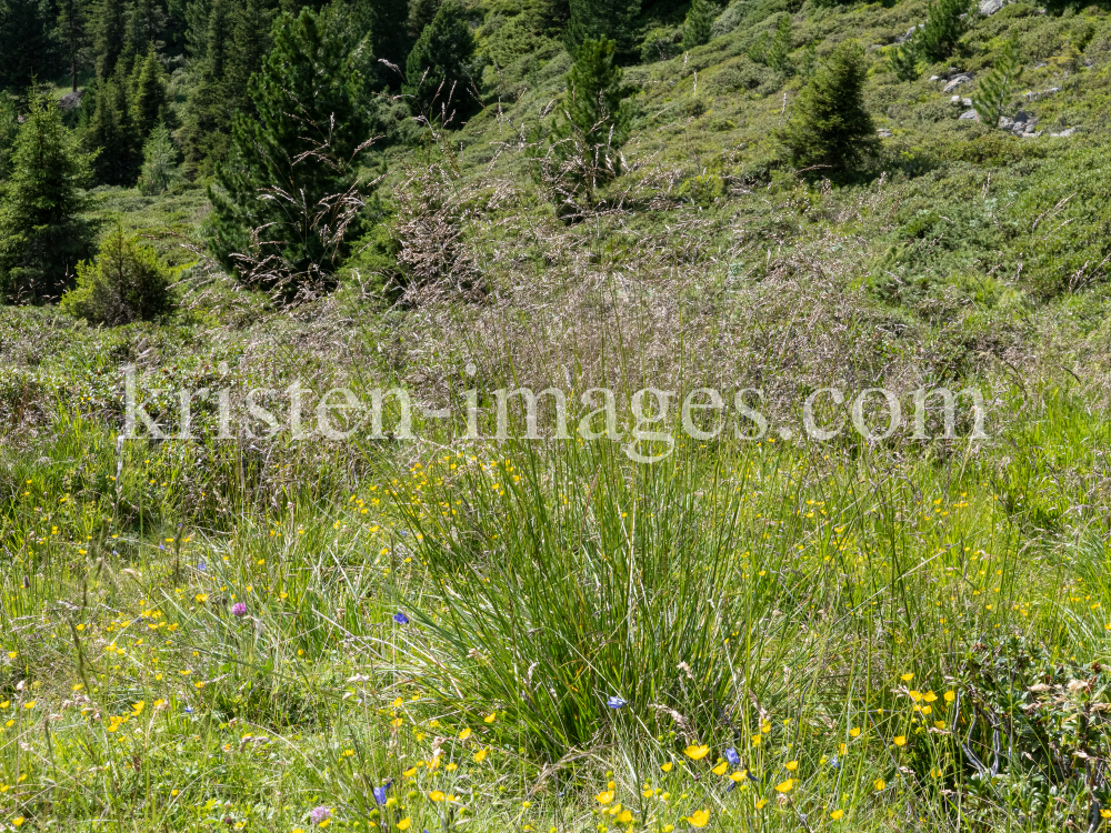 Almwiese, Gräser / Patscherkofel, Tirol, Austria by kristen-images.com