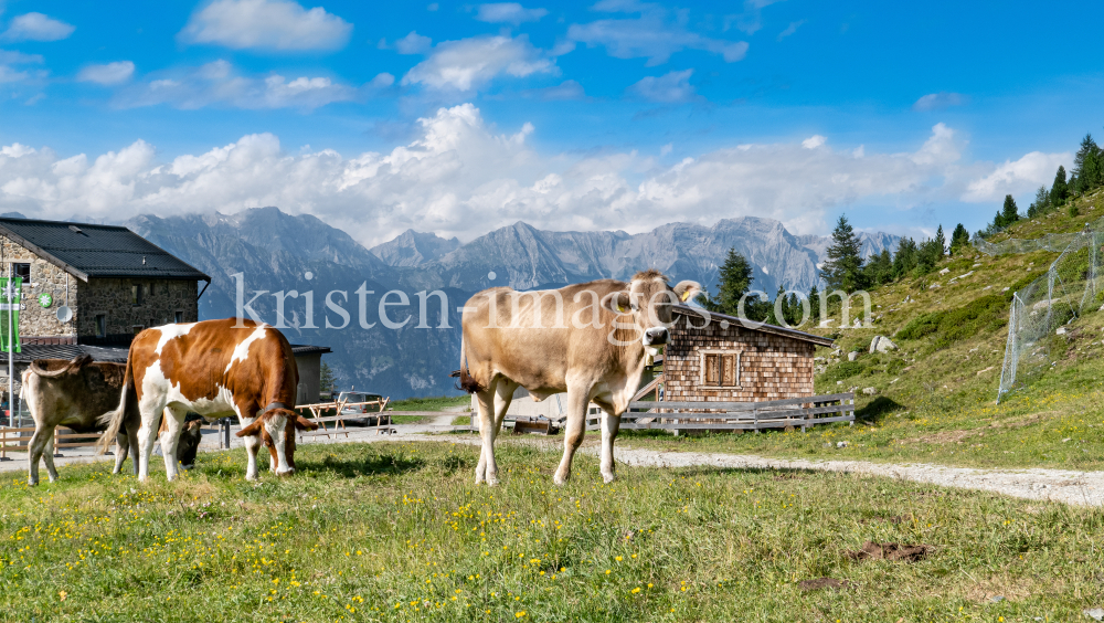 Kühe am Patscherkofel, Tirol, Austria by kristen-images.com