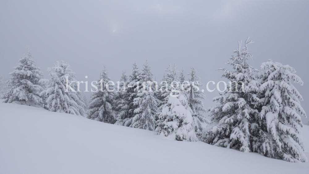 verschneite Bäume im Nebel by kristen-images.com