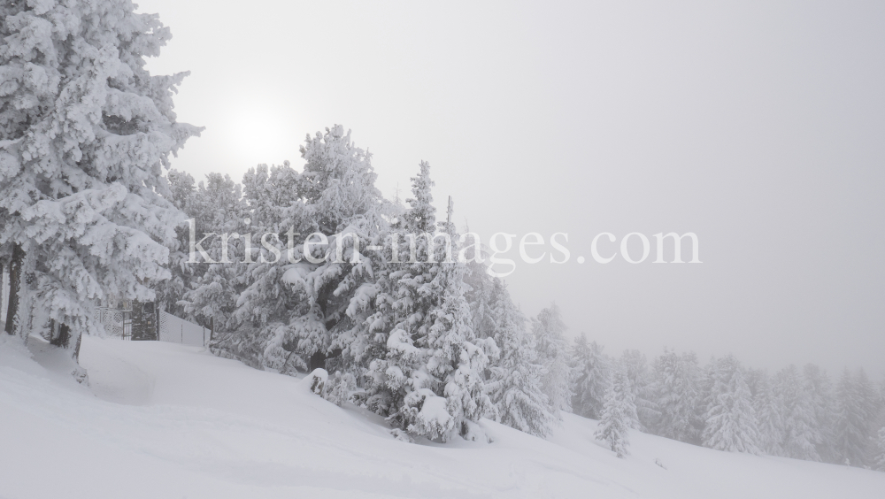 verschneite Bäume im Nebel by kristen-images.com
