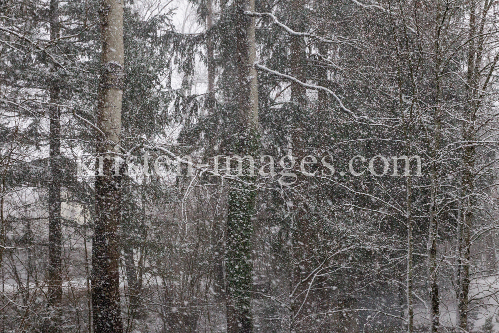 Bäume im Schneetreiben by kristen-images.com