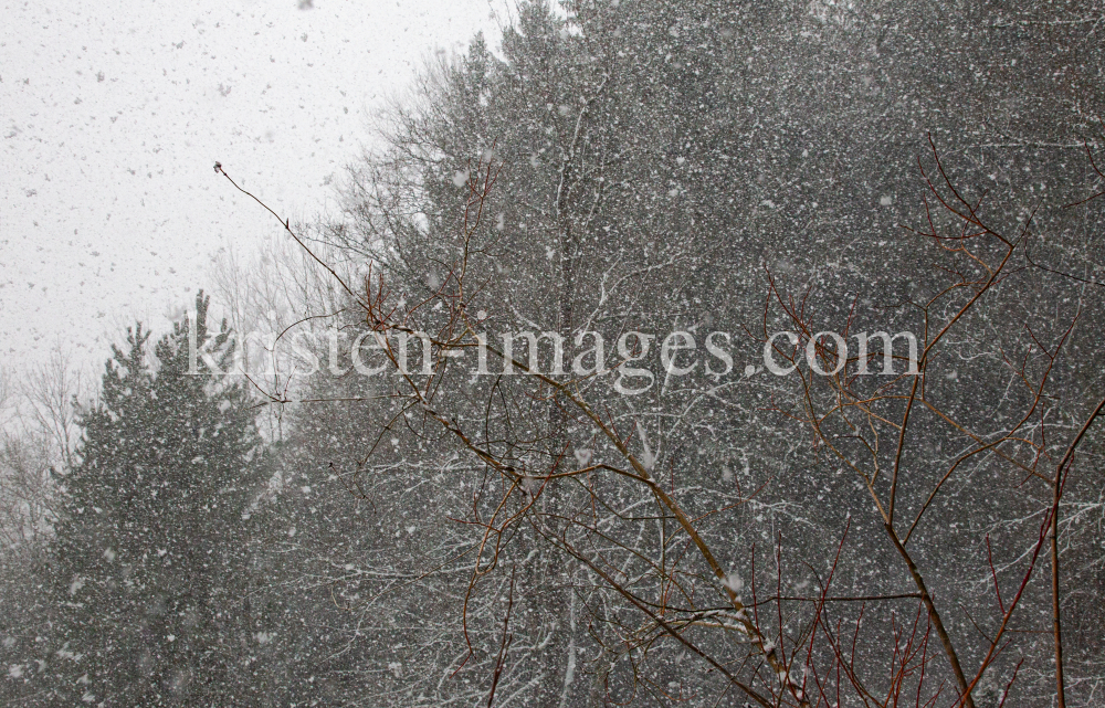 Bäume im Schneetreiben by kristen-images.com