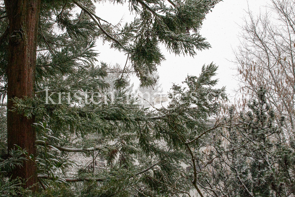 Sequoia Baum im Schneetreiben by kristen-images.com