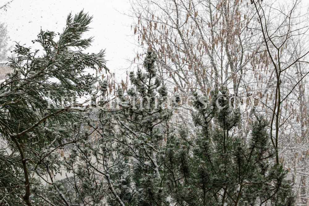 Bäume im Schneetreiben by kristen-images.com