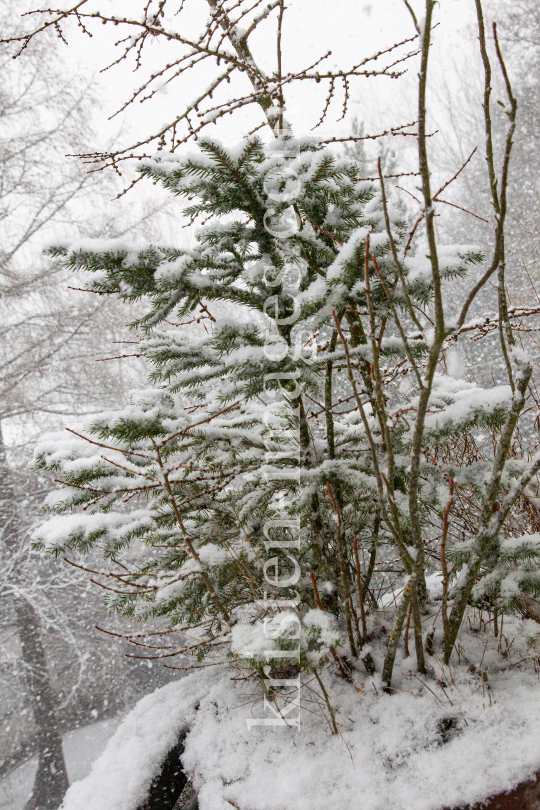 junge Fichte im Schneetreiben by kristen-images.com