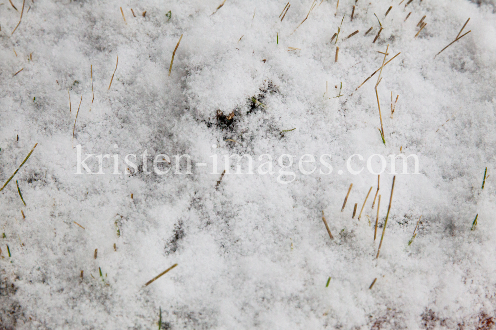 schneebedeckte Wiese / Grashalme im Schnee by kristen-images.com