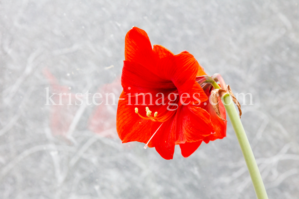 rote Amaryllis belladonna  by kristen-images.com