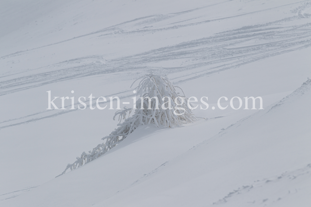 junge Lärche im Schnee by kristen-images.com