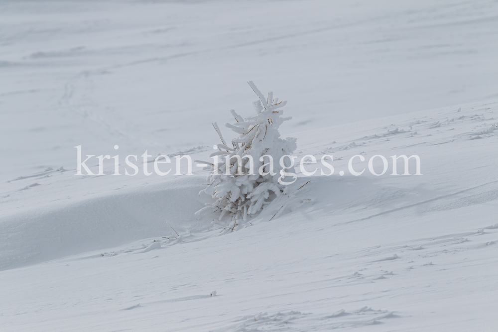 junge Lärche im Schnee by kristen-images.com