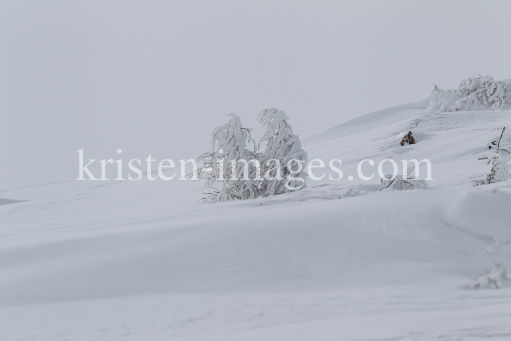 junge Lärche im Schnee by kristen-images.com