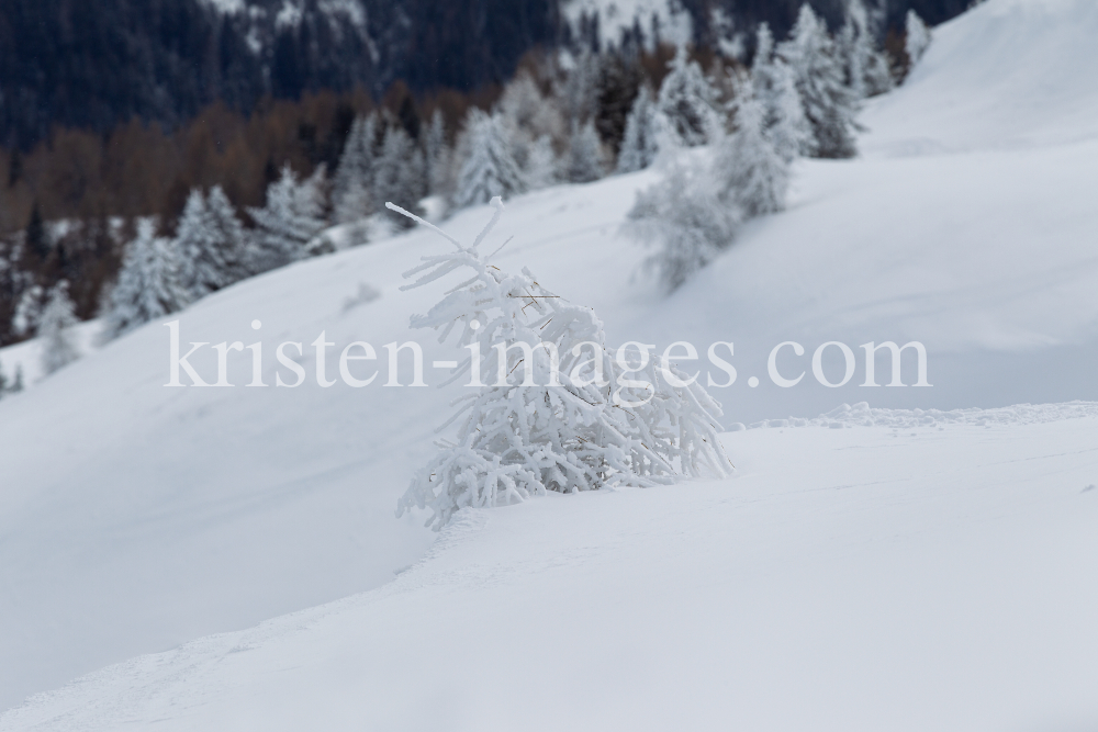 junge Lärche im Schnee by kristen-images.com