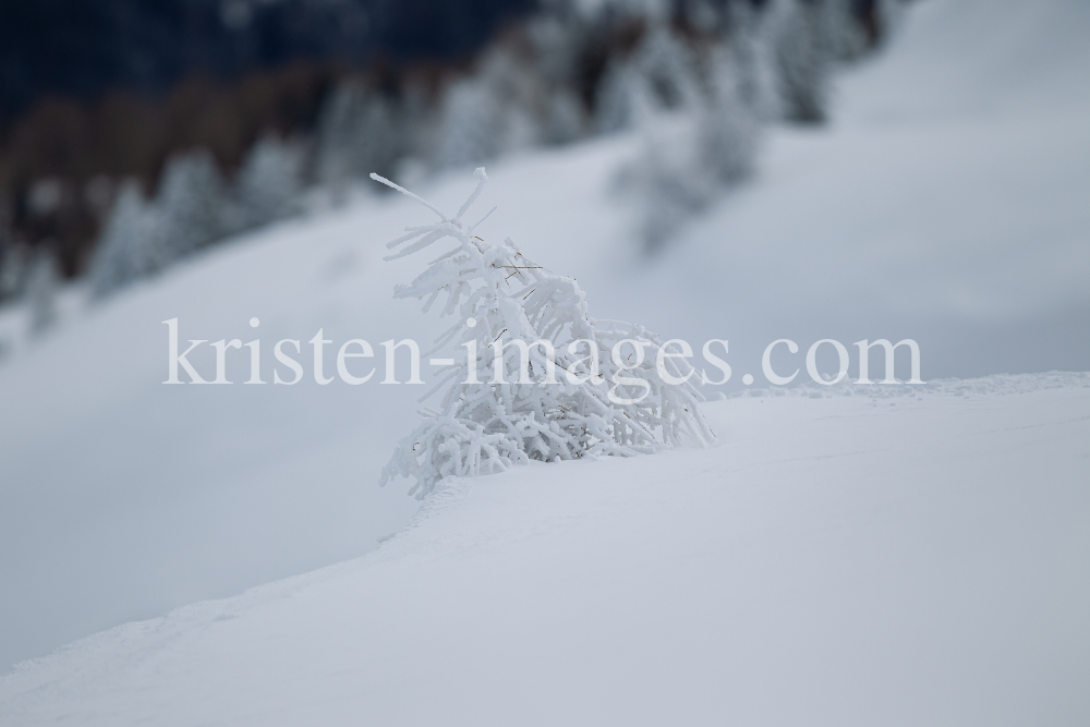 junge Lärche im Schnee by kristen-images.com