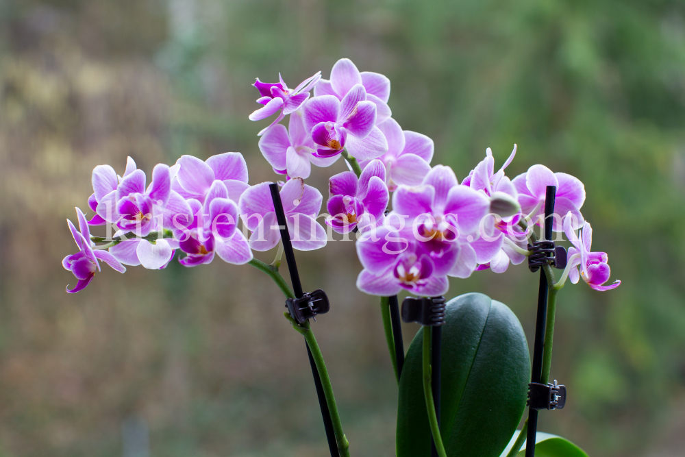 Phalaenopsis, Orchidee by kristen-images.com
