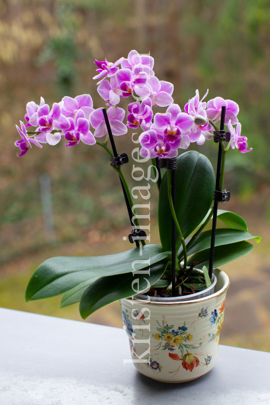 Phalaenopsis, Orchidee by kristen-images.com