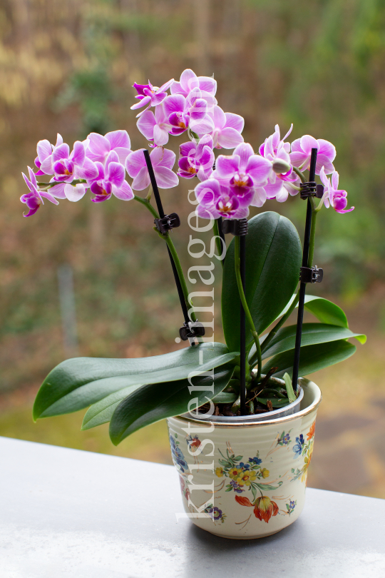 Phalaenopsis, Orchidee by kristen-images.com