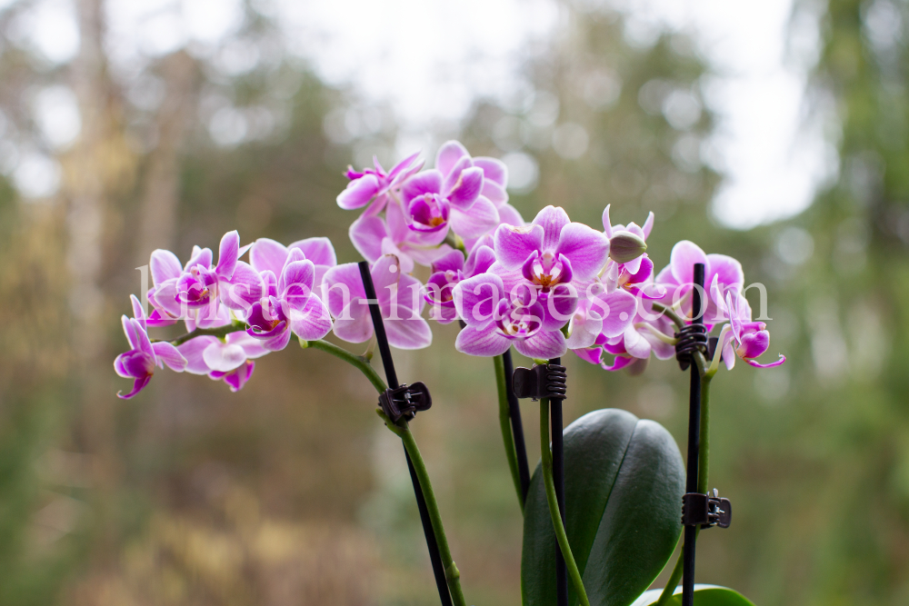 Phalaenopsis, Orchidee by kristen-images.com