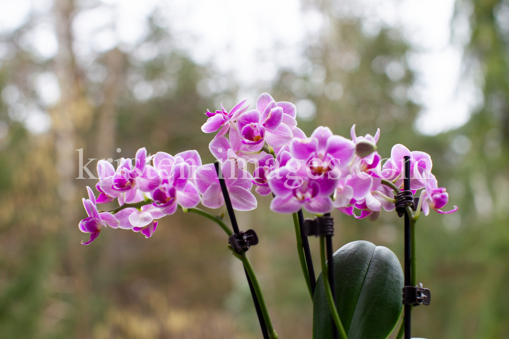 Phalaenopsis, Orchidee by kristen-images.com