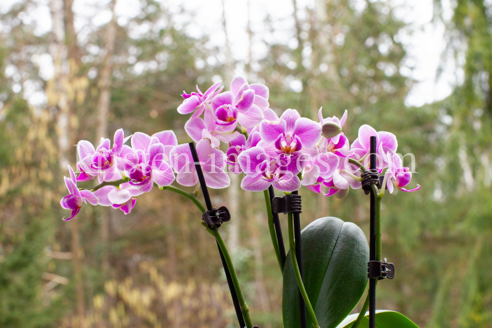 Phalaenopsis, Orchidee by kristen-images.com