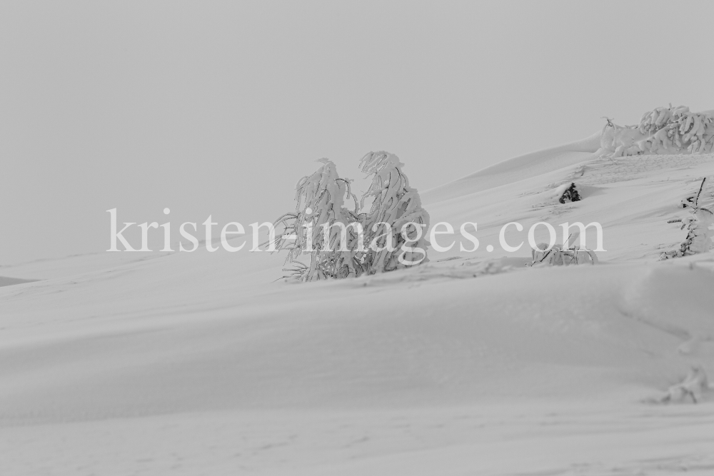 junge Lärche im Schnee by kristen-images.com