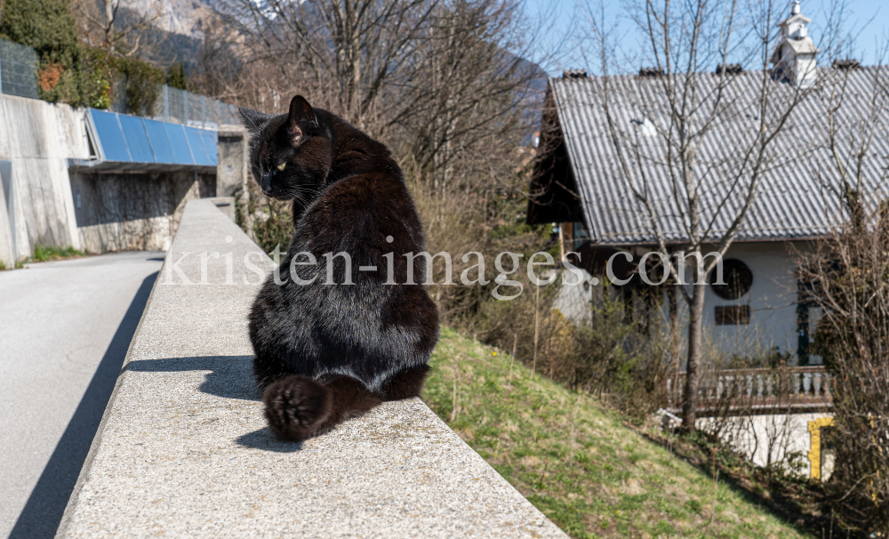 Katze / Innsbruck, Tirol, Austria by kristen-images.com