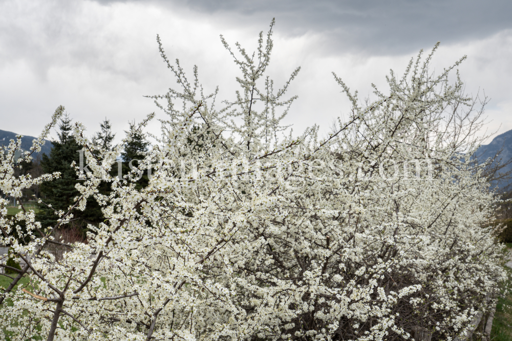 Schlehdorn, Schlehendorn, Prunus spinosa, Blüten der Schlehe by kristen-images.com