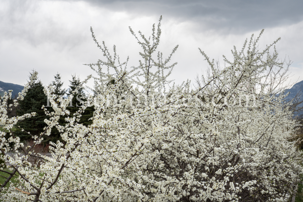 Schlehdorn, Schlehendorn, Prunus spinosa, Blüten der Schlehe by kristen-images.com