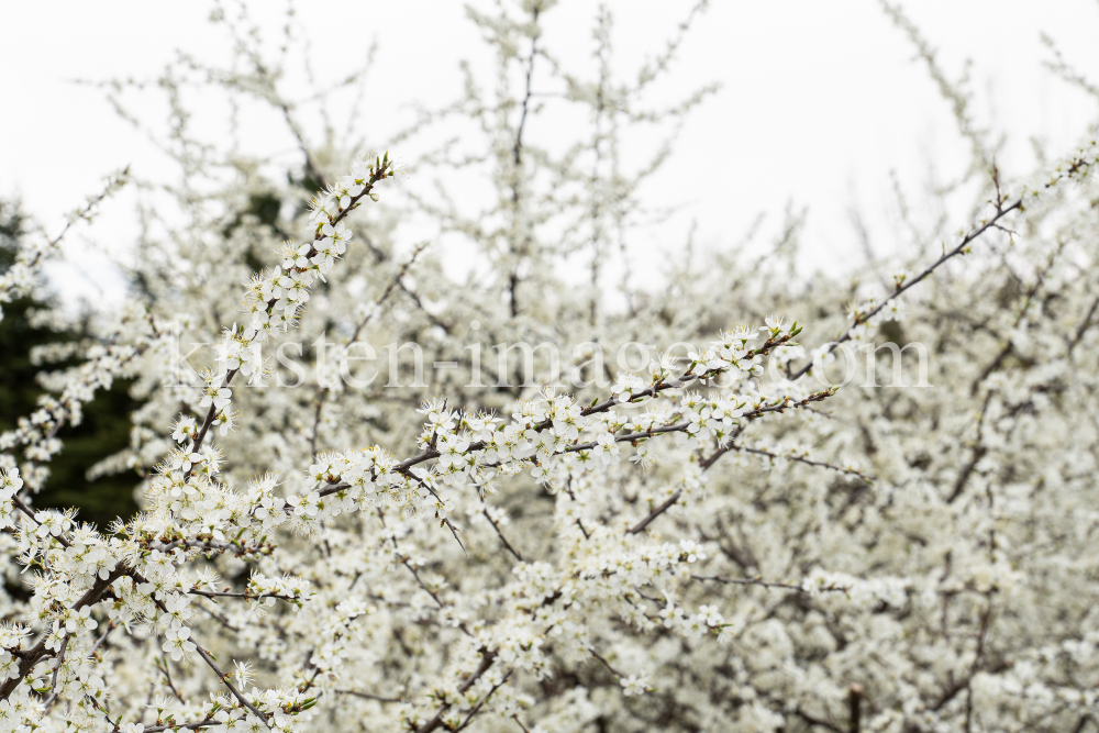 Schlehdorn, Schlehendorn, Prunus spinosa, Blüten der Schlehe by kristen-images.com