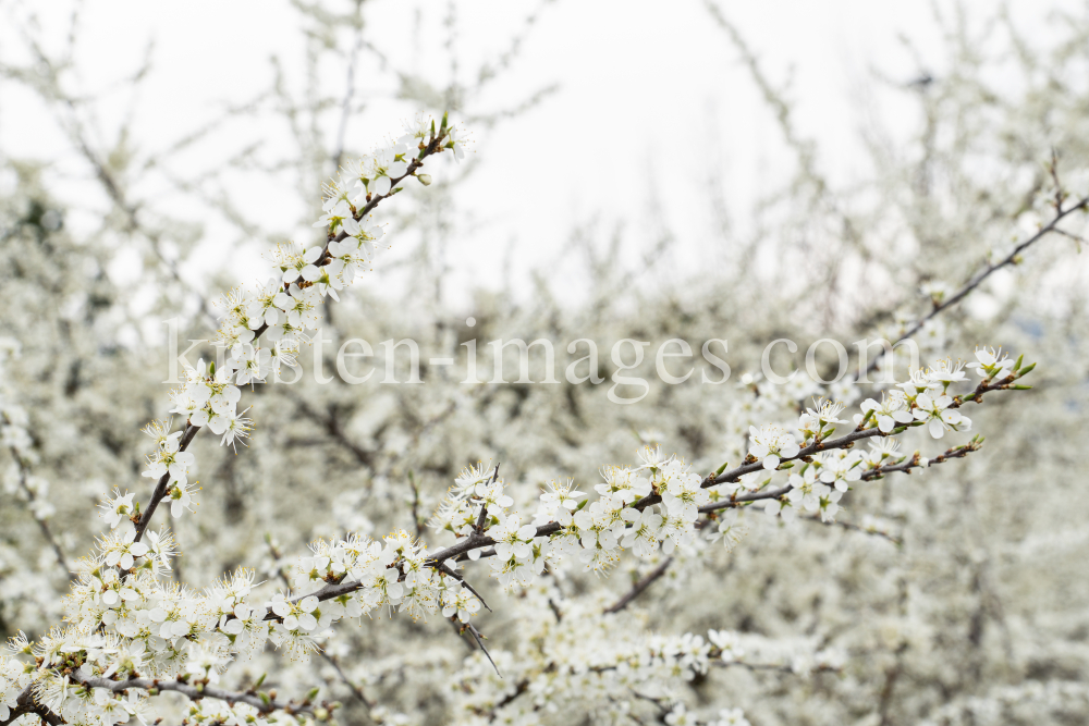 Schlehdorn, Schlehendorn, Prunus spinosa, Blüten der Schlehe by kristen-images.com