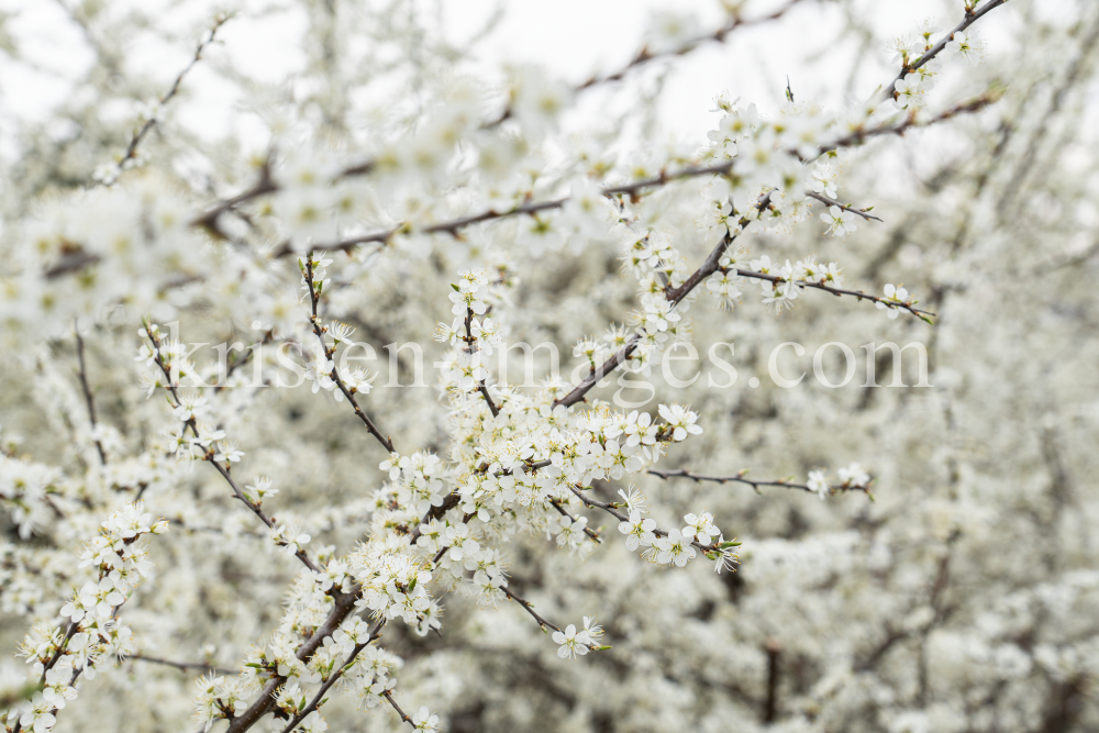 Schlehdorn, Schlehendorn, Prunus spinosa, Blüten der Schlehe by kristen-images.com