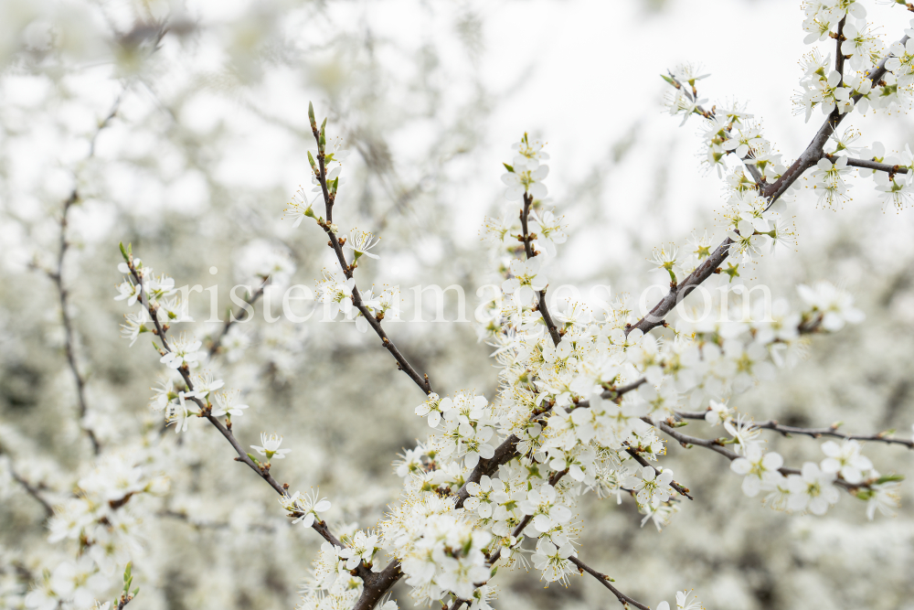 Schlehdorn, Schlehendorn, Prunus spinosa, Blüten der Schlehe by kristen-images.com