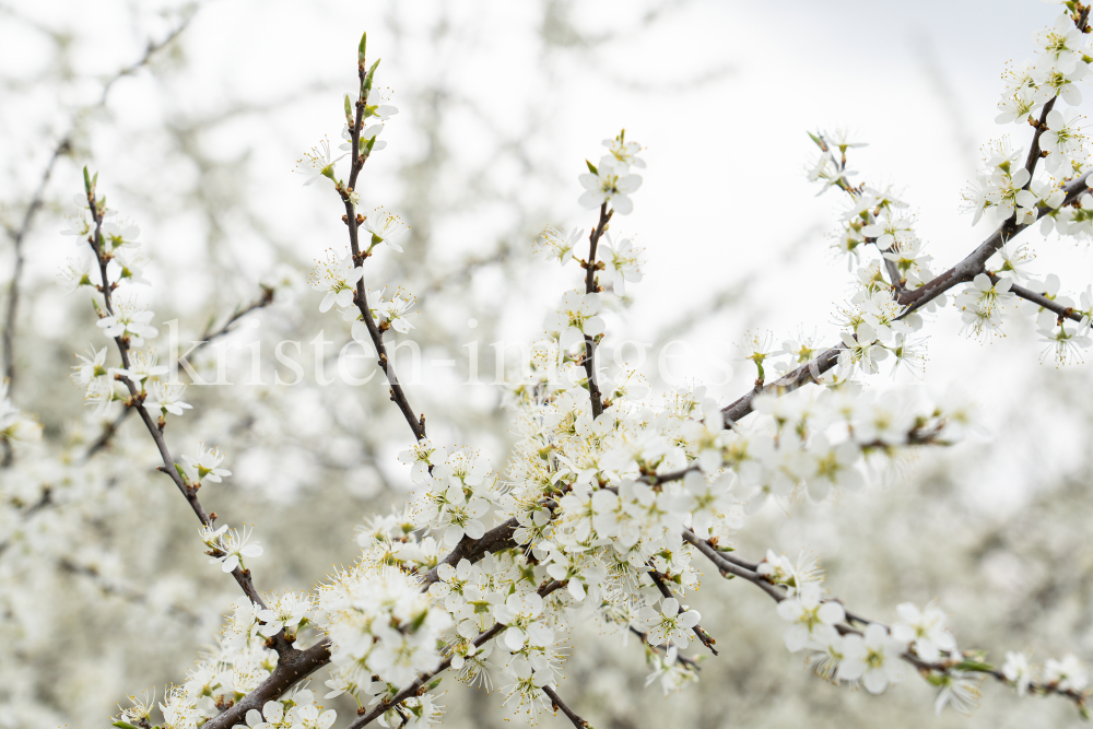 Schlehdorn, Schlehendorn, Prunus spinosa, Blüten der Schlehe by kristen-images.com