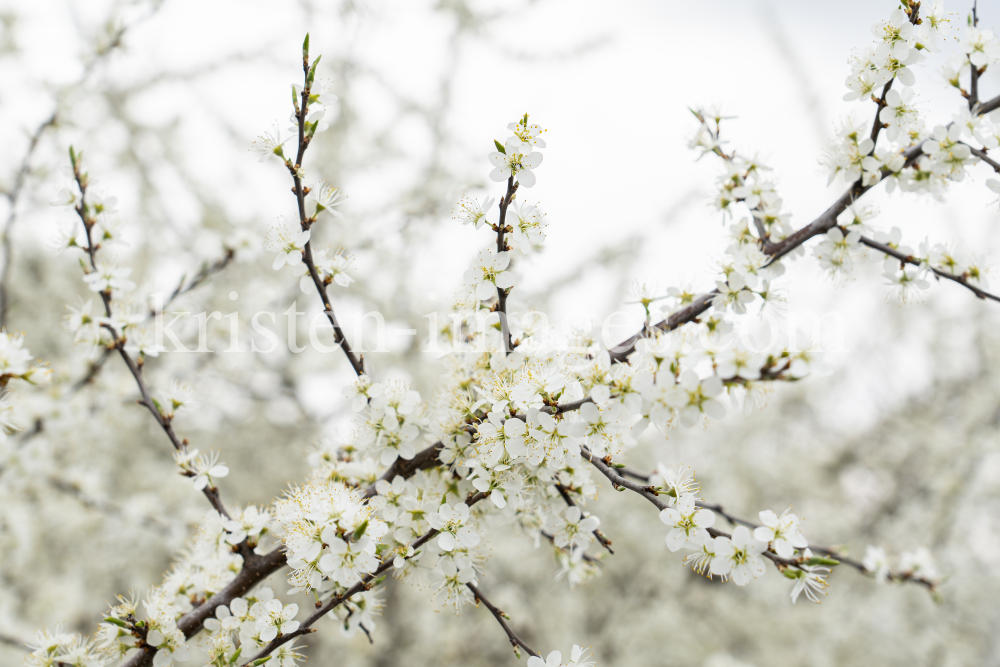 Schlehdorn, Schlehendorn, Prunus spinosa, Blüten der Schlehe by kristen-images.com