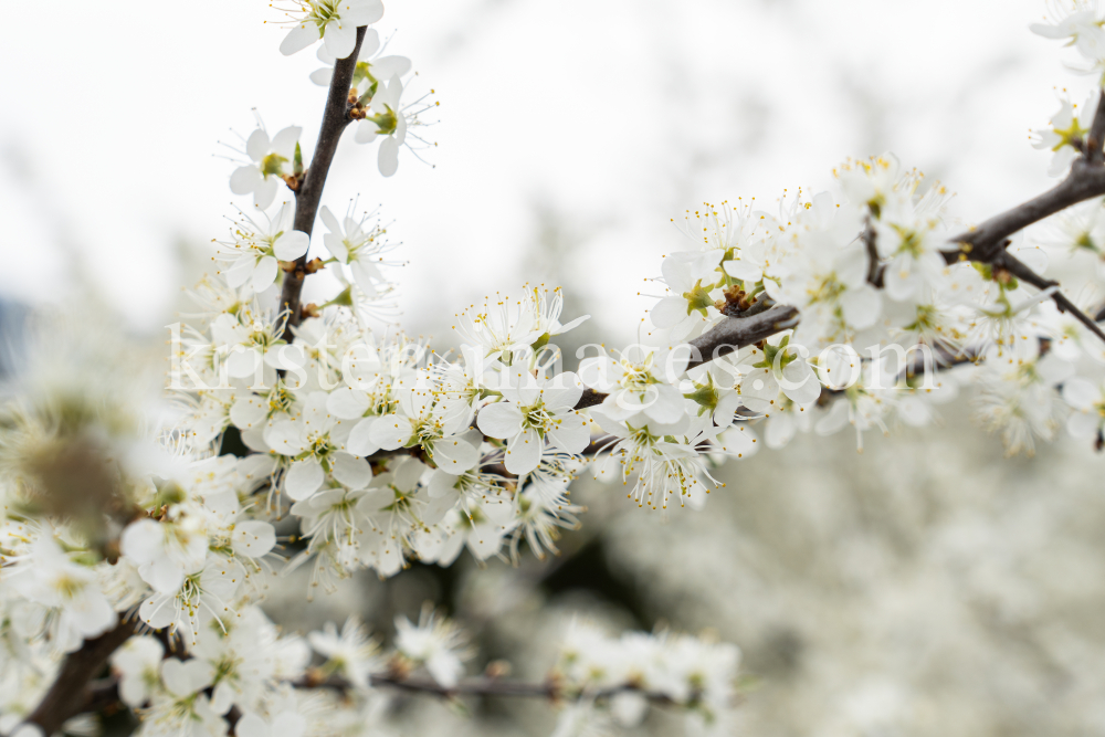 Schlehdorn, Schlehendorn, Prunus spinosa, Blüten der Schlehe by kristen-images.com