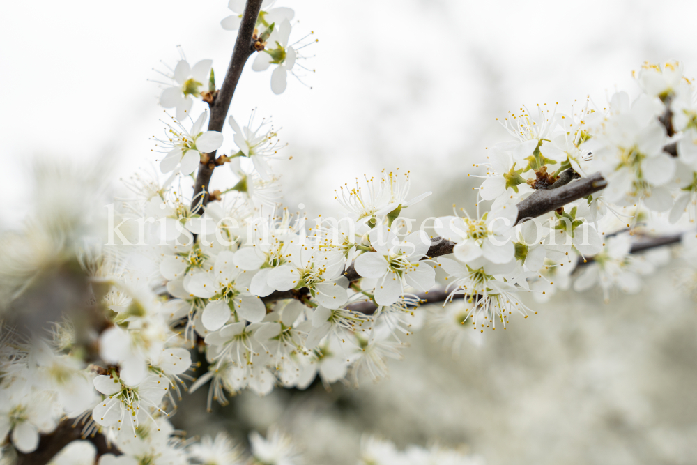 Schlehdorn, Schlehendorn, Prunus spinosa, Blüten der Schlehe by kristen-images.com