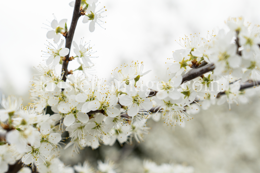 Schlehdorn, Schlehendorn, Prunus spinosa, Blüten der Schlehe by kristen-images.com