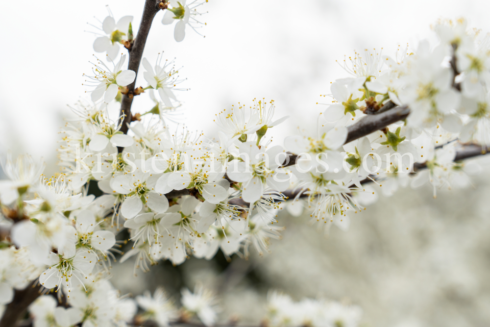 Schlehdorn, Schlehendorn, Prunus spinosa, Blüten der Schlehe by kristen-images.com