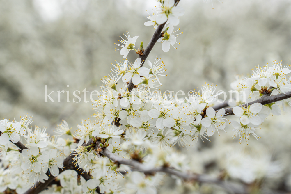 Schlehdorn, Schlehendorn, Prunus spinosa, Blüten der Schlehe by kristen-images.com