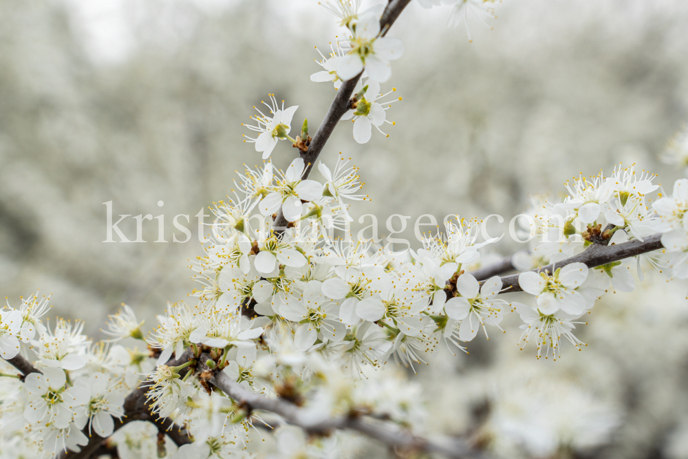 Schlehdorn, Schlehendorn, Prunus spinosa, Blüten der Schlehe by kristen-images.com