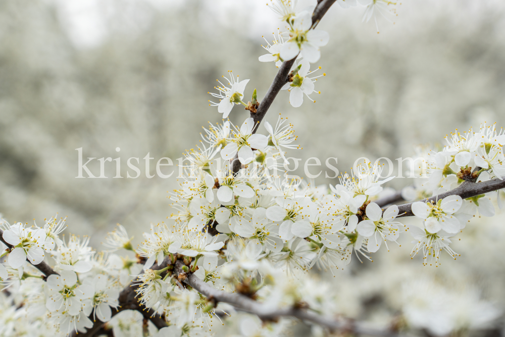 Schlehdorn, Schlehendorn, Prunus spinosa, Blüten der Schlehe by kristen-images.com