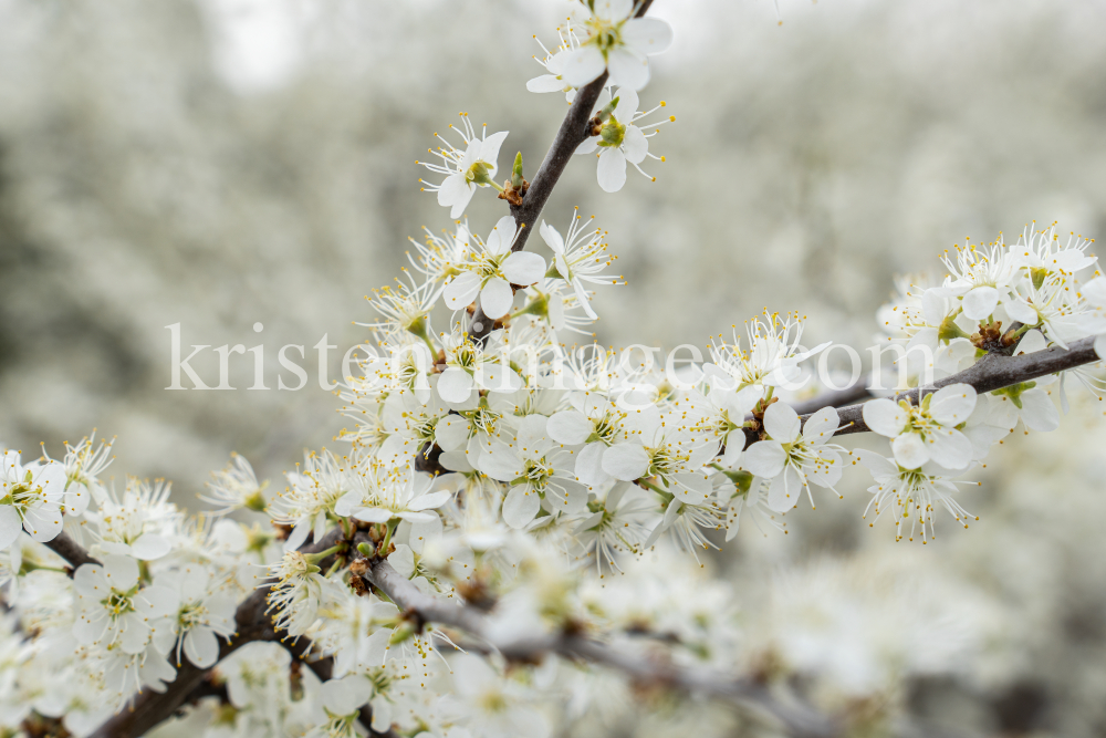 Schlehdorn, Schlehendorn, Prunus spinosa, Blüten der Schlehe by kristen-images.com