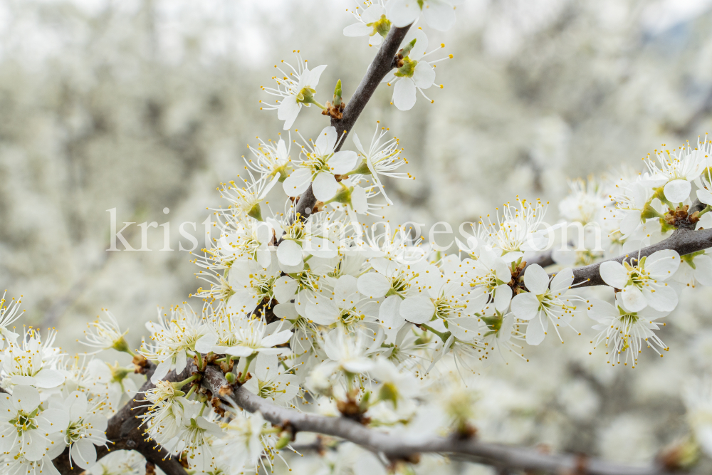 Schlehdorn, Schlehendorn, Prunus spinosa, Blüten der Schlehe by kristen-images.com