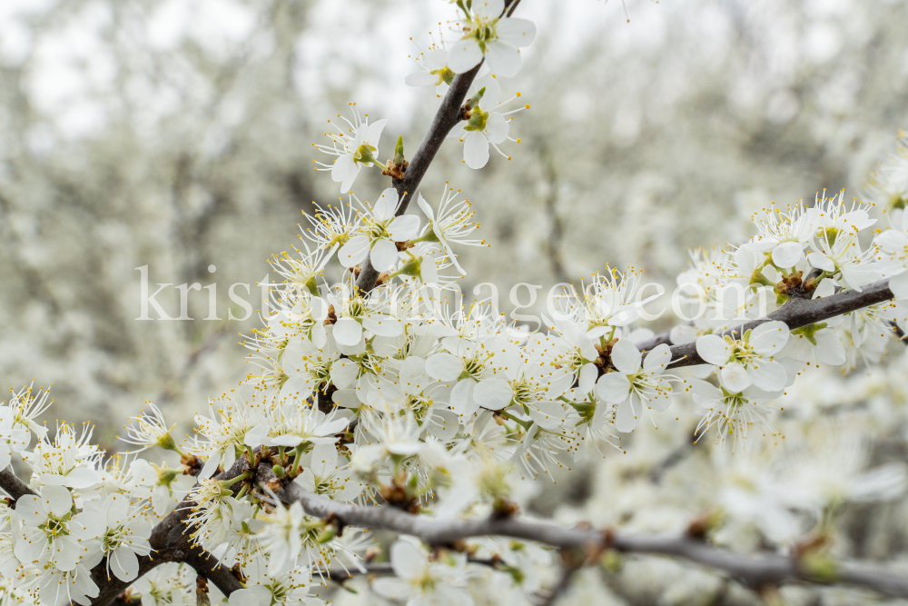 Schlehdorn, Schlehendorn, Prunus spinosa, Blüten der Schlehe by kristen-images.com